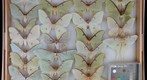 Saturniidae 17