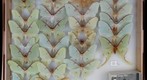 Saturniidae 18