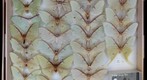 Saturniidae 19