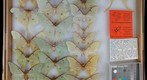 Saturniidae 20