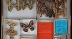 Saturniidae 21