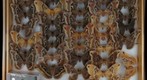Saturniidae 22