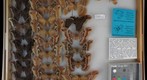 Saturniidae 23