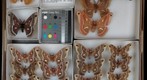 Saturniidae 24
