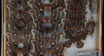 Saturniidae 25
