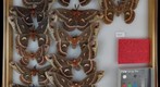 Saturniidae 26
