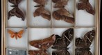 Saturniidae Receiving 1