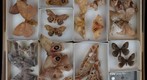 Saturniidae Receiving 2