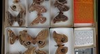 Saturniidae Receiving 3