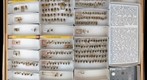 Syrphidae 1