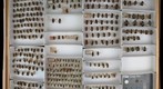 Syrphidae 3