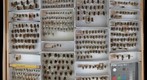 Syrphidae 4