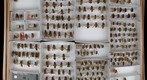 Syrphidae 5