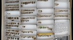 Syrphidae 6