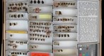 Syrphidae 7
