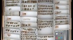 Syrphidae 8