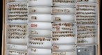 Syrphidae 9