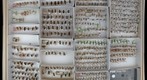 Syrphidae 10