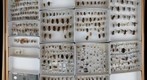 Syrphidae 11