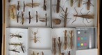 Mantidae 5