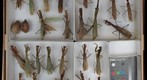Mantidae 6