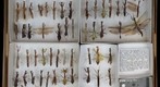 Mantidae 4