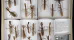 Mantidae 7