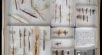 Mantidae 2