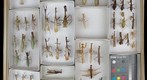Mantidae 3