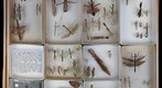 Mantidae Receiving