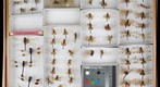 Libellulidae 1