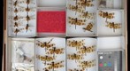 Libellulidae 2