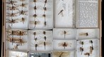 Libellulidae 3