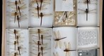 Libellulidae 4