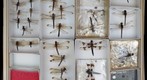 Libellulidae 6