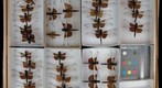 Libellulidae 8