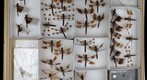 Libellulidae 9