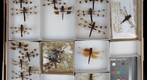 Libellulidae 10