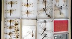 Libellulidae 11
