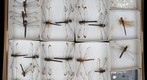 Libellulidae 12