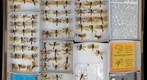 Libellulidae 13