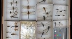 Libellulidae Receiving 1