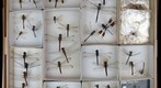 Libellulidae Receiving 2