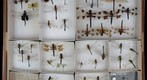 Libellulidae Receiving 3