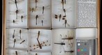 Libellulidae Receiving 4