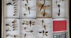Libellulidae Receiving 5