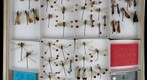Calopterygidae 1