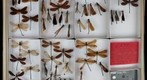 Calopterygidae 2
