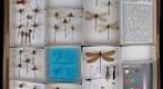 Calopterygidae 3