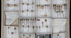 Lestidae